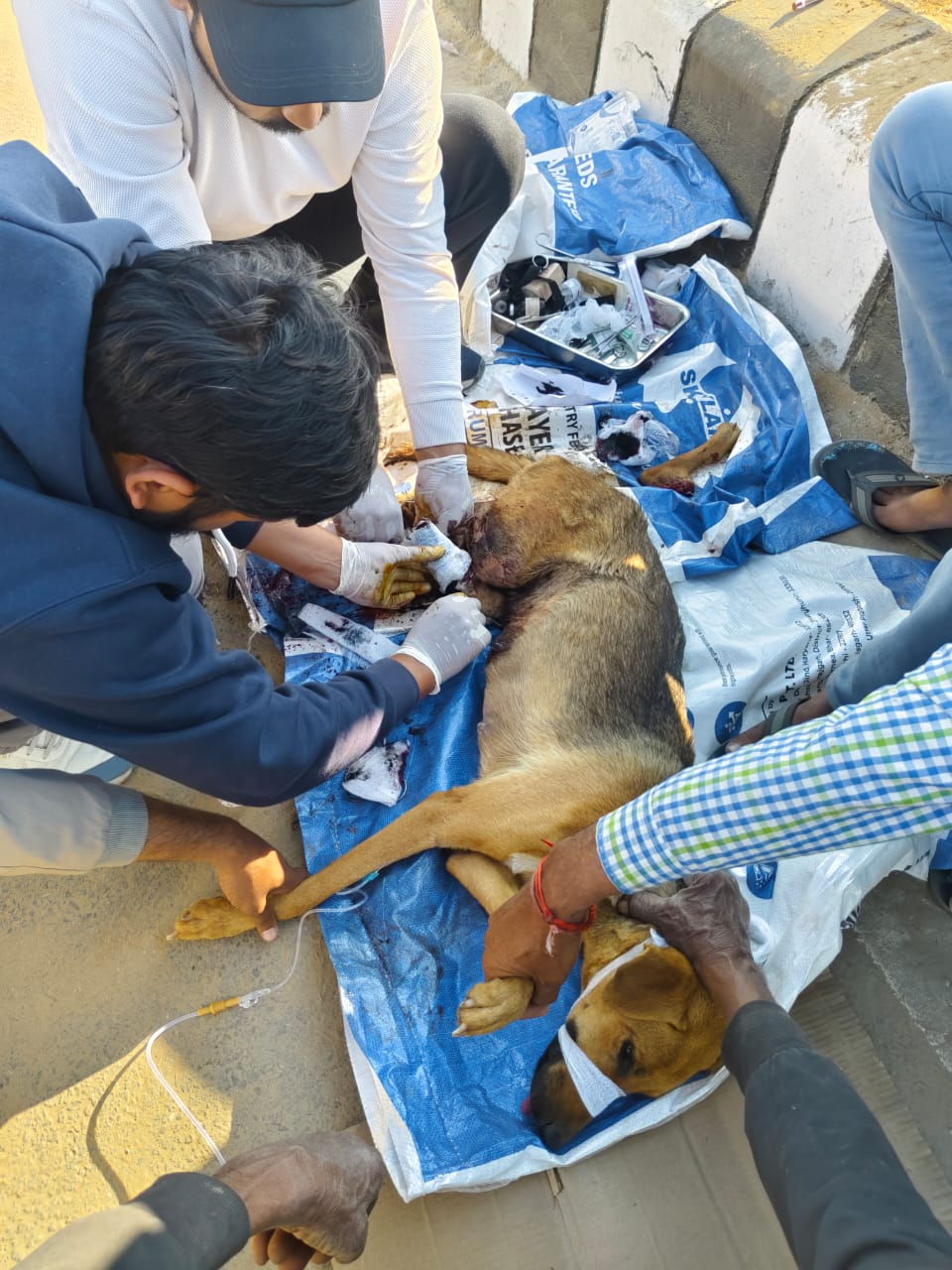 1962 Haryana Mobile Veterinary Unit Project - Image 4